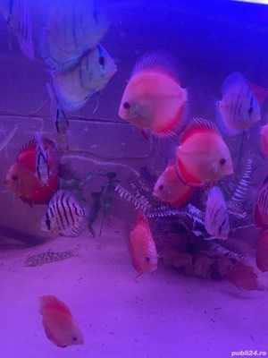 Cichlide Americane Discus