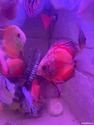 Cichlide Americane Discus  - imagine 3 Cichlide Americane Discus  - imagine 3