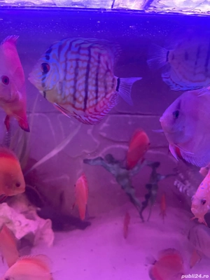 Cichlide Americane Discus  - imagine 2 Cichlide Americane Discus  - imagine 2