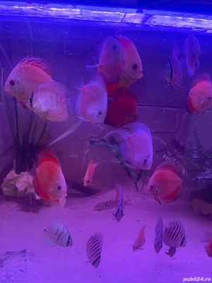 Cichlide Americane Discus  - imagine 5 Cichlide Americane Discus  - imagine 5