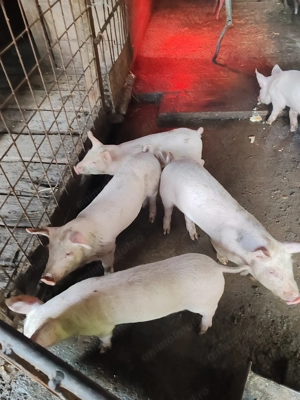 Vând purcei.     - imagine 2