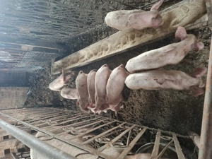 Vând scroafă cu 9 purcei  - imagine 2 Vând scroafă cu 9 purcei  - imagine 2