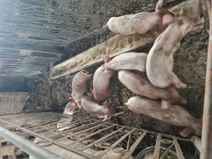 Vând scroafă cu 9 purcei  - imagine 3 Vând scroafă cu 9 purcei  - imagine 3