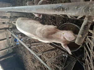 Vând scroafă cu 9 purcei  - imagine 4 Vând scroafă cu 9 purcei  - imagine 4