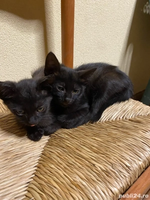 Adoptie avem 2 luni jumate si cautam sa fim adoptate