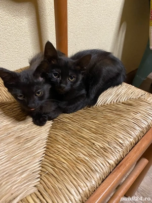 Adoptie avem 2 luni jumate si cautam sa fim adoptate - imagine 2 Adoptie avem 2 luni jumate si cautam sa fim adoptate - imagine 2