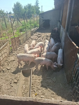  Vand purcei de carne                                     - imagine 4