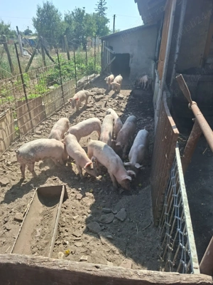  Vand purcei de carne                                     - imagine 3