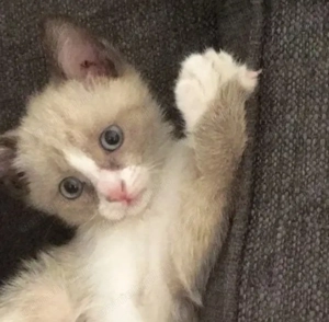 Ragdoll  650  lei fetiță și băieței 