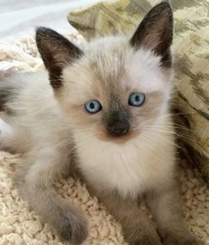 Ragdoll băieței si fetițe  650 lei - imagine 4 Ragdoll băieței si fetițe  650 lei - imagine 4