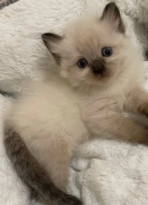 Ragdoll băieței si fetițe  650 lei - imagine 2 Ragdoll băieței si fetițe  650 lei - imagine 2