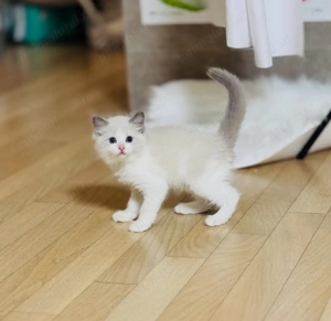 Ragdoll fetițe și băieței  650 lei - imagine 2