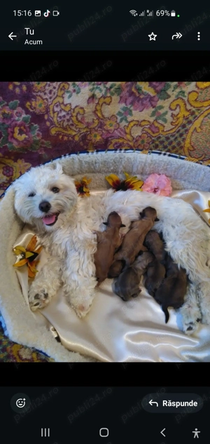 Vand pret mic pui morkie bischon maltez cu york - imagine 3