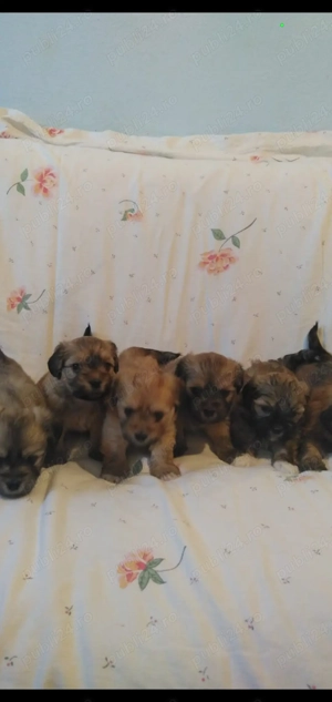 Vand pret mic pui morkie bischon maltez cu york