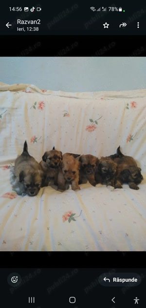 Vand pret mic pui morkie bischon maltez cu york - imagine 2