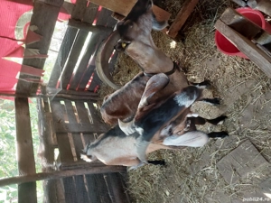 capre de vanzare  - imagine 2