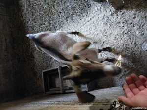 capre de vanzare  - imagine 3