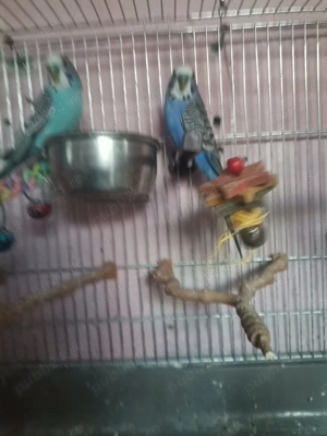 Papagali peruși - imagine 2