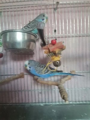 Papagali peruși - imagine 3