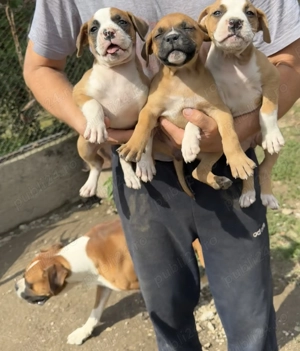 Vand Boxeri - imagine 2