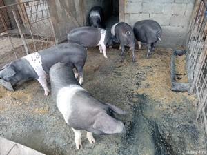 Vând porci bazna crescuti doar cu cereale si cartofi fără concetrate . - imagine 3 Vând porci bazna crescuti doar cu cereale si cartofi fără concetrate . - imagine 3