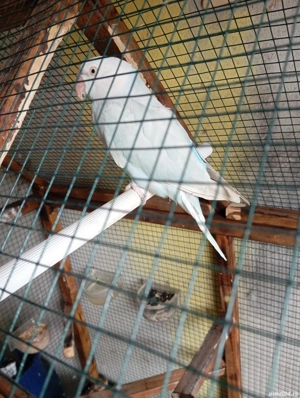 micul Alexandru  - imagine 2