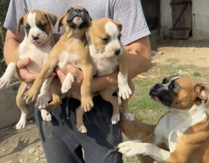 Vand cateluse Boxer - imagine 3 Vand cateluse Boxer - imagine 3