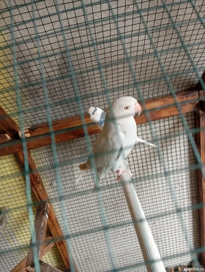 micul Alexandru  - imagine 3