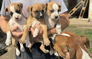 Vand cateluse Boxer - imagine 2 Vand cateluse Boxer - imagine 2