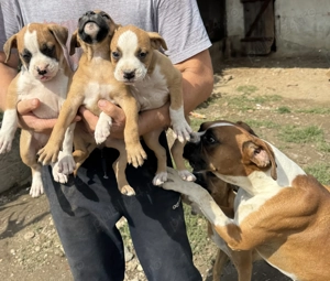 Vand cateluse Boxer - imagine 4 Vand cateluse Boxer - imagine 4