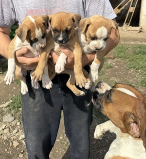 Vand cateluse Boxer - imagine 5 Vand cateluse Boxer - imagine 5