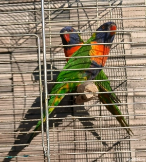 Papagali diferite specii: Alexandru, Lori, Rozella, China, Kakariki, Cantator, Nimfa, Baraband  - imagine 2