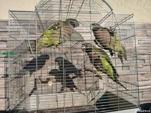 Papagali diferite specii: Alexandru, Lori, Rozella, China, Kakariki, Cantator, Nimfa, Baraband  - imagine 3
