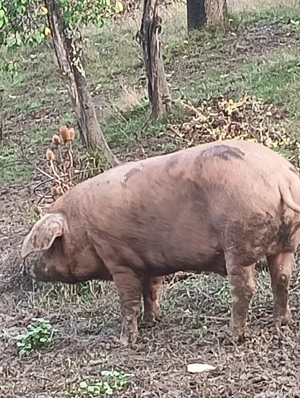porci duroc