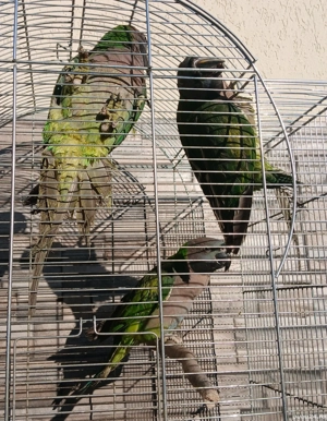 papagali Marele Alexandru si China Derby  - imagine 3 papagali Marele Alexandru si China Derby  - imagine 3