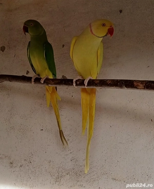 Micul Alexandru Papagal