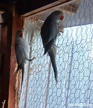 Micul Alexandru Papagal  - imagine 2