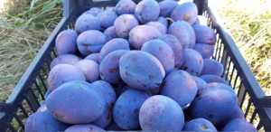 livada de prun  - imagine 2