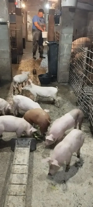 Purcei de 7 săptămâni  - imagine 2