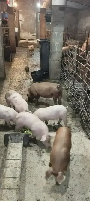 Purcei de 7 săptămâni 