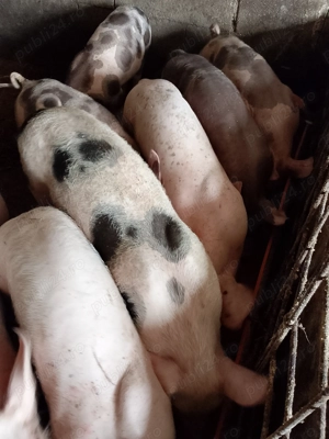 Șoldani rasa de carne petran cu landras 