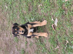 Căței de vânătoare  - imagine 3 Căței de vânătoare  - imagine 3