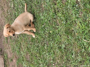 Căței de vânătoare  - imagine 4 Căței de vânătoare  - imagine 4