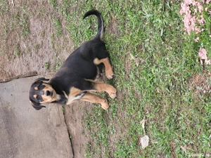 Căței de vânătoare  - imagine 2 Căței de vânătoare  - imagine 2