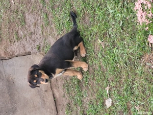 Căței de vânătoare  - imagine 5 Căței de vânătoare  - imagine 5