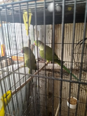 Vând papagali micul Alexander  - imagine 2