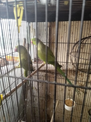 Vând pereche papagali micul Alexander 