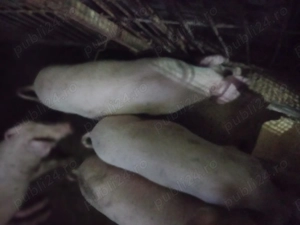 De vânzare purcei - imagine 2