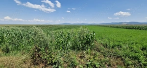 Vand teren extravilan+intravilan in Cartier Izvor Tarlungeni - imagine 6