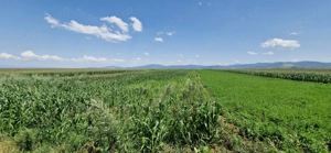 Vand teren extravilan+intravilan in Cartier Izvor Tarlungeni - imagine 5